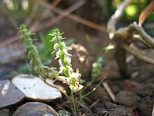 Valantia hispida