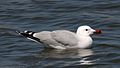 Audouin's gull.