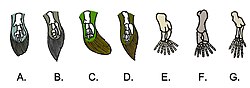 Dessin présentant la comparaison de divers tétrapodomorphes. L'item « F » présente le membre arrière d'Ichthyostega.