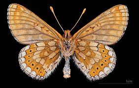 Euphydryas aurinia debilis ♂ △