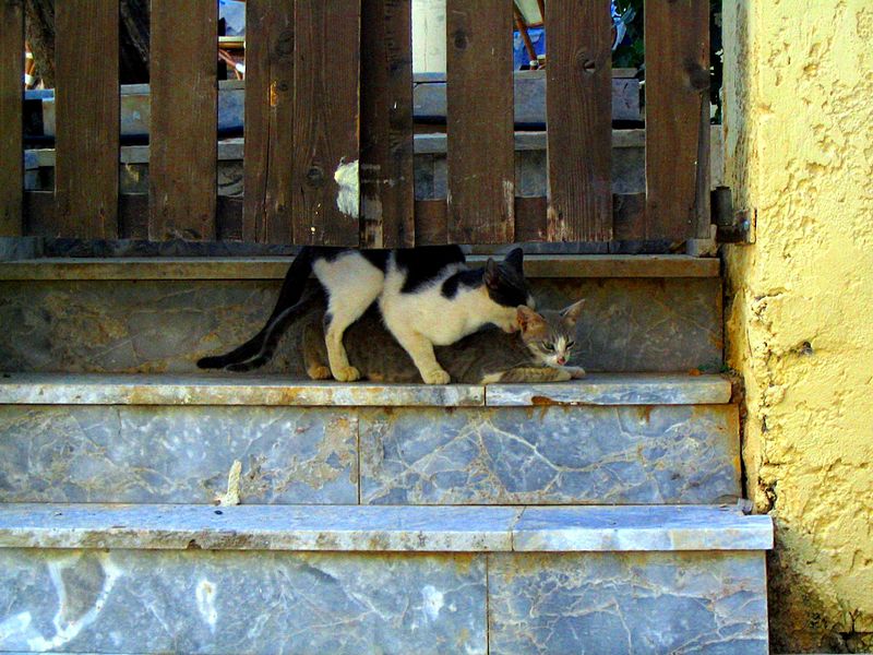 File:Crete cats having fun.jpg