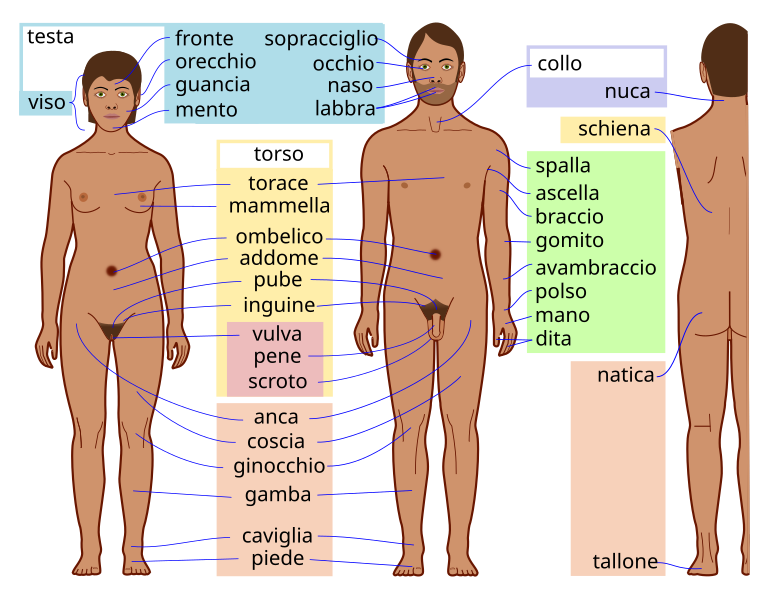 File:Human body features-it.svg