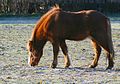 Flacher Widerrist bei einem Islandpferd