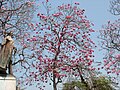 Árbol: Roble morado.