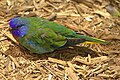 Scarlet-chested Parrot