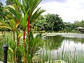 sito ONUESC de i zardini botaneghi de Singapor