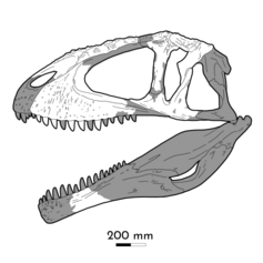 Diagrama do crânio de C. saharicus