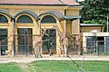 Giraffes in the Tiergarten Schönbrunn, Vienna.