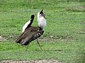 Displaying; Ngorongoro, Tanzania