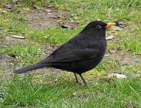 Turdus merula