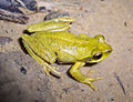 Litoria revelata