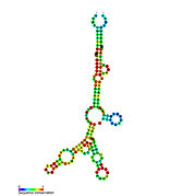 YkoK leader: Secondary structure for the riboswitch marked up by sequence conservation. Family RF00380.