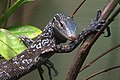 Blue Tree monitor