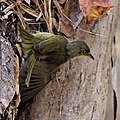 Climbing on tree trunk