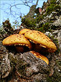 Pholiota adiposa