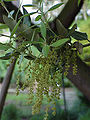 Male catkins