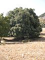 Parco delle Madonie, Sicily, Italy