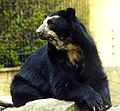 Spectacled bear (Tremarctos ornatus)