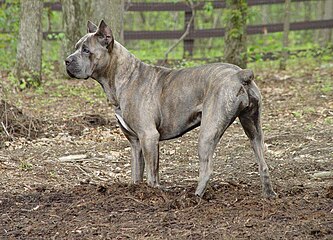 Grey brindle