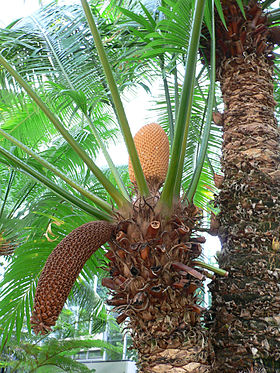 Cycas rumphiicom estróbilos masculinos jovem (erecto) e maduro (pendente).