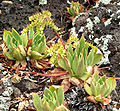 Dudleya candelabrum