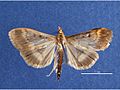 Macho, vista dorsal