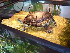 Captive Trachemys scripta elegans basking