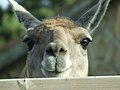 Guanaco