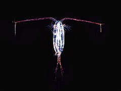 Copepode dell'ordine Calanoida