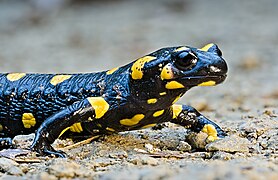 Salamandră de uscat (Salamandra salamandra)