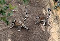 Anja Reserve near Ambalavao, Madagascar