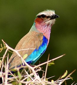 Mėlynkrūtis žalvarnis (Coracias caudata)