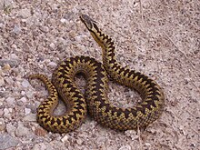 An adult female adder found basking in the sun by Loch Shin, Sutherland in Scotland. She preferred to pose for a photograph rather than slither away.