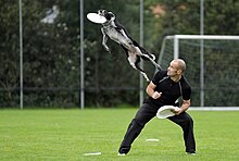 A man holding several frisbees ducks as a black and white dog jumps over his head to catch a frisbee in flight.