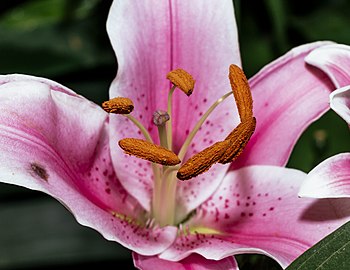 Detalhe de estames e estigma de Lilium 'Stargazer'