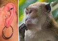 Venstre: Darwins tuberkel. Høgre:Det homologe punktet hjå ein makak.