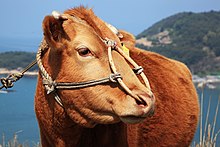 head of a pale-coloured cow