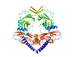 Transforming Growth Factor β