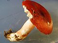 Russula paludosa