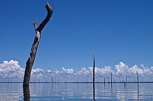 Baumstümpfe im Stausee; die Bäume wurden beim Einstau nicht gefällt