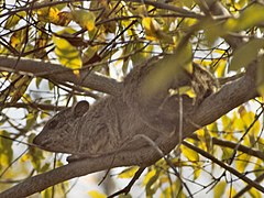 Description de l'image Dendrohyrax arboreus.jpg.