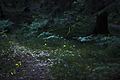 Fireflies in a wood near Nürnberg, Germany