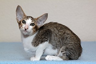 Oriental Shorthair