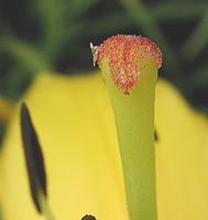 Stuifmeelkorrels op stempel van lelie