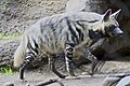 Striped hyena