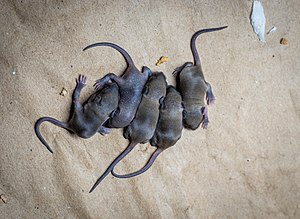 WikiRodents do require rest. It's hard to be running around all the time. When they break they enjoy each other's company.