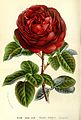 Rose ‘Charles Lefèbvre’ (1861)