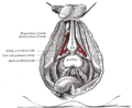 Ramas profundas de la arteria pudenda interna. La arteria del bulbo del pene (o del bulbo uretral) está señalada al centro a la izquierda.