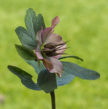 Helleborus orientalis