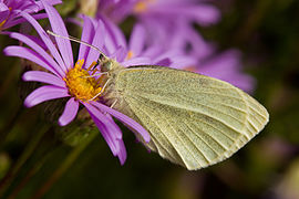 Лептир Pieris rapae